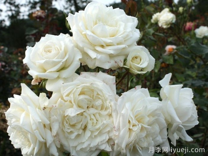 阿拉斯加月季/冰雪奇缘/雪国Alaska(图1)