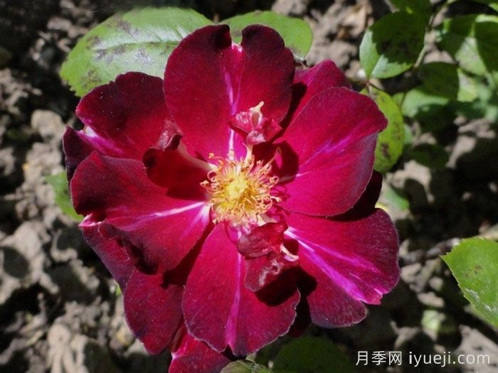 阿米莱昂谢诺月季/阿米莱昂陈纳德Ami Leon Chenault(图1)