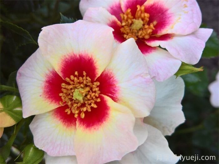 阿利亚巴比伦眼睛月季/咏叹调巴比伦眼睛Aria Babylon Eyes(图1)