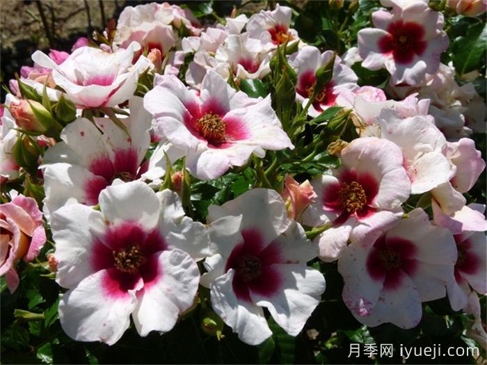 阿利亚巴比伦眼睛月季/咏叹调巴比伦眼睛Aria Babylon Eyes(图2)