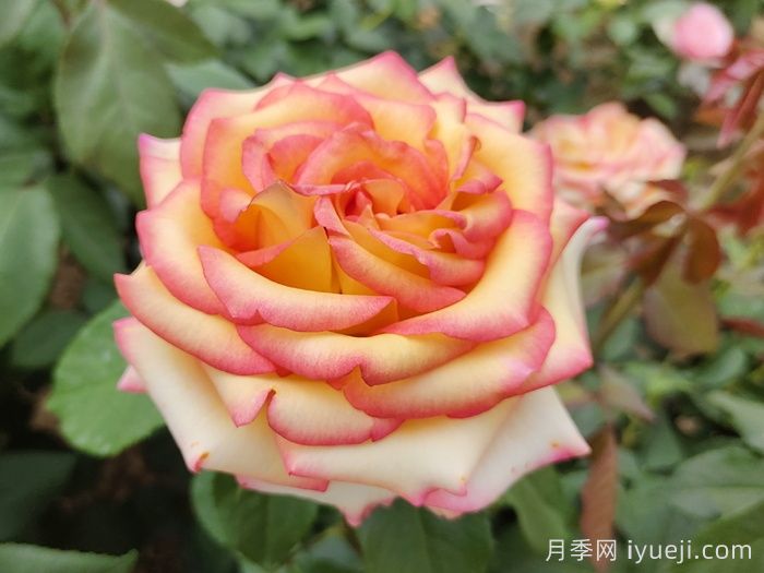 阿班斯月季/阿斑斯Ambiance(图1)