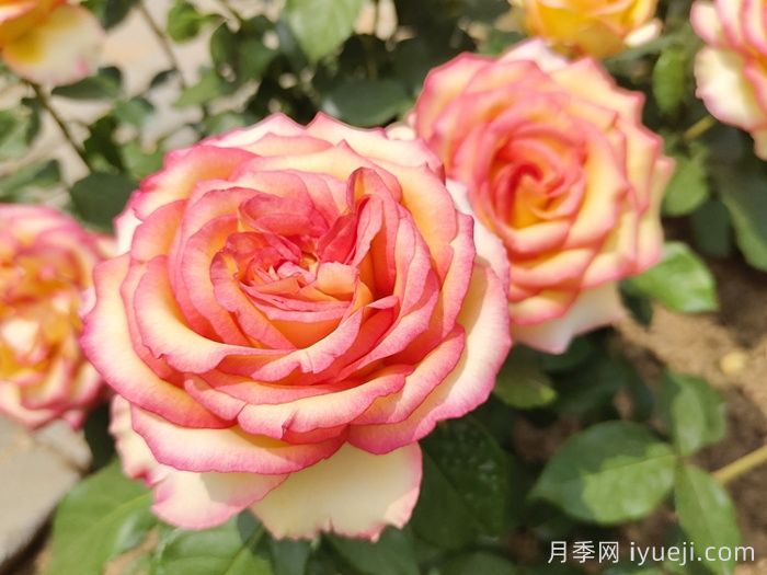 阿班斯月季/阿斑斯Ambiance(图2)