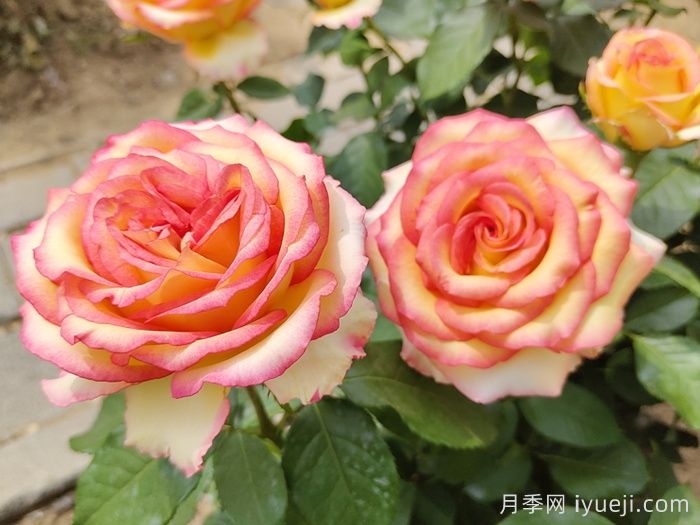 阿班斯月季/阿斑斯Ambiance(图3)