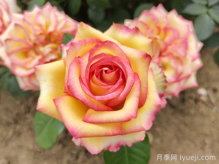 阿班斯月季/阿斑斯Ambiance(图5)