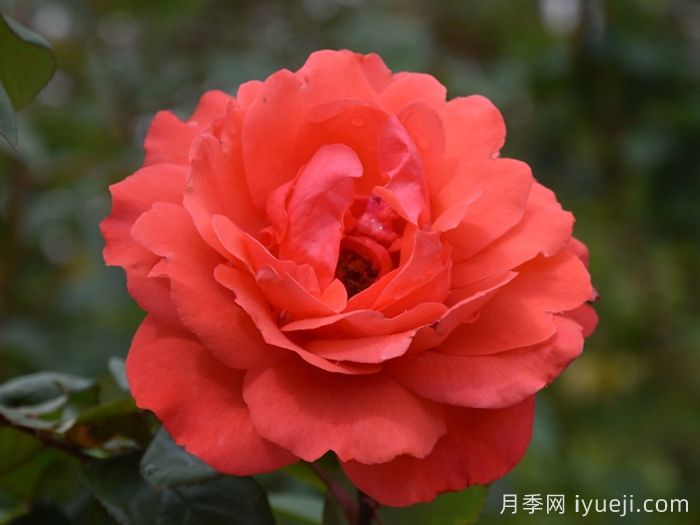 朱红女王月季/红色伊丽莎白女王/桔红女王Scarlet Queen Elizabeth(图3)