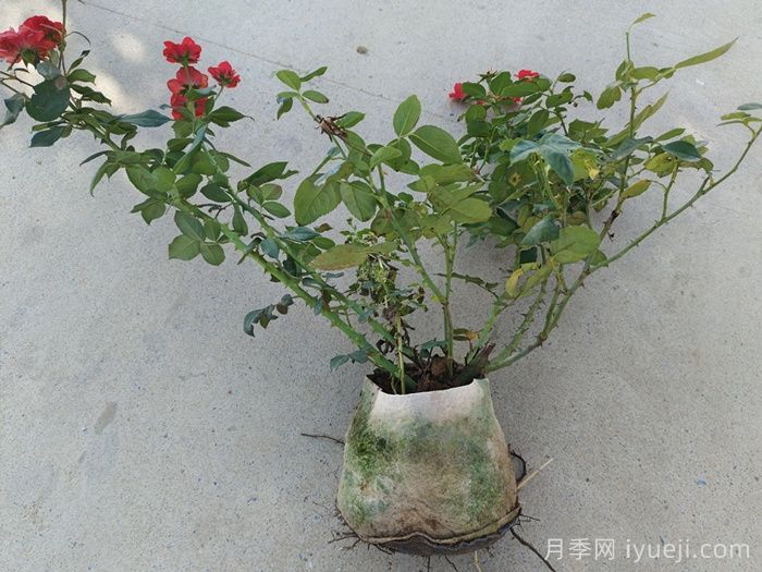 月季冬季剪光叶子好吗？月季在冬季要不要撸叶子？(图1)