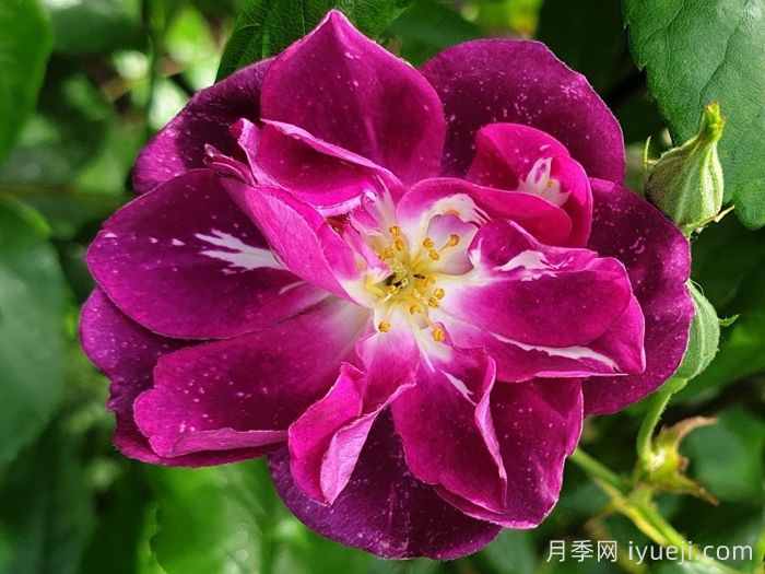 推荐20款大型藤本月季，稀有品种，好养抗病(图1)