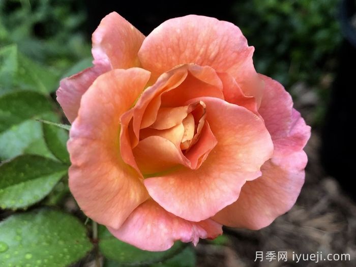 破晓月季养护方法有哪些?(图2) 破晓月季养护方法有哪些?(图2)