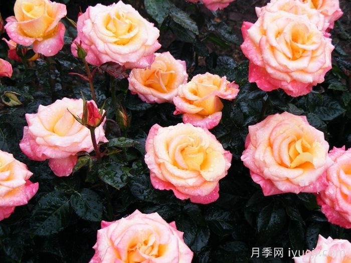 黎明月季/黎明破晓月季Day Breaker(图3)