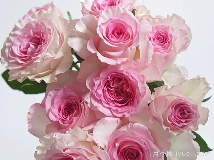 洛神月季，耐寒耐旱花香浓郁而持久的花卉(图2)