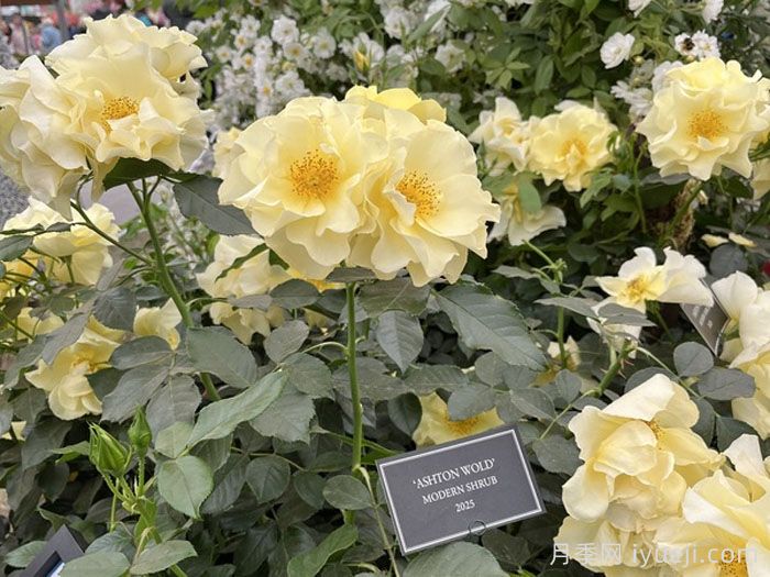 阿什顿沃尔德月季Ashton Wold(图3)
