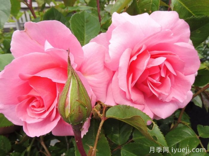 你真美丽月季/你好美/美丽的你Youre Beautiful(图1)