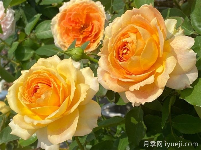 焦糖古董月季/焦糖安提克Caramel Antike Freelander(图2) 焦糖古董月季/焦糖安提克Caramel Antike Freelander(图2)