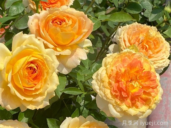 焦糖古董月季/焦糖安提克Caramel Antike Freelander(图3) 焦糖古董月季/焦糖安提克Caramel Antike Freelander(图3)