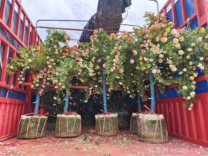 垂枝类植物修剪技术指南(图1)