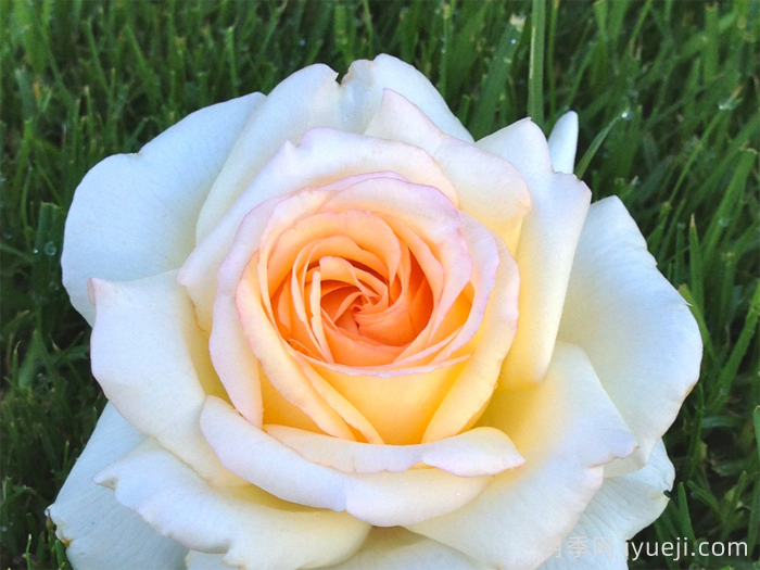 推荐12款黄橙色月季品种(图5)