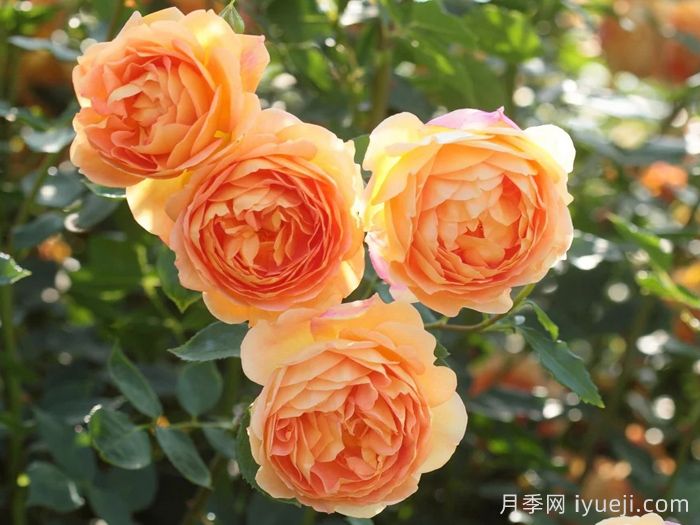 推荐12款黄橙色月季品种(图7)