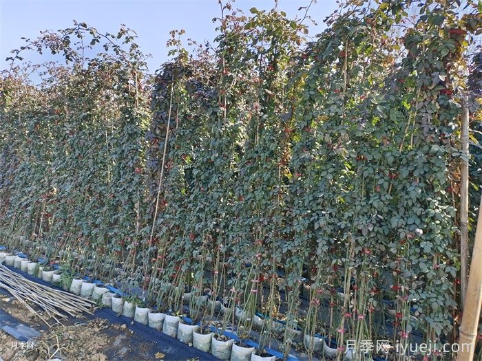 初冬月季养护的常见问题和解决(图2)