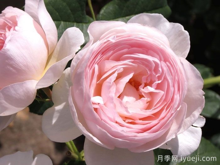 遗产月季Heritage(图2)