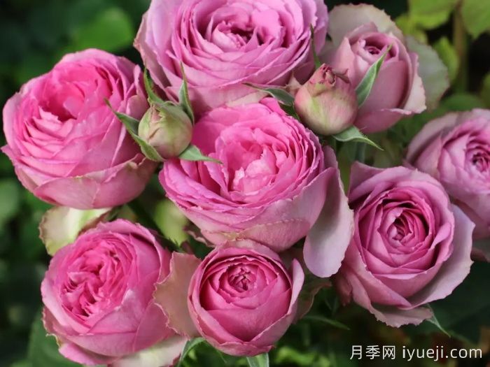 薰衣草蕾丝月季/薰衣草花边月季Lavender Lace(图1)