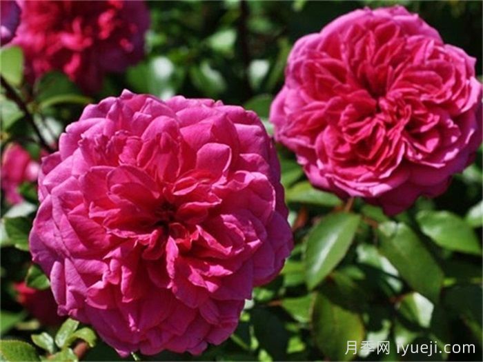 艾弗的玫瑰月季/啦啦队长/星光闪耀Ivors Rose(图1)