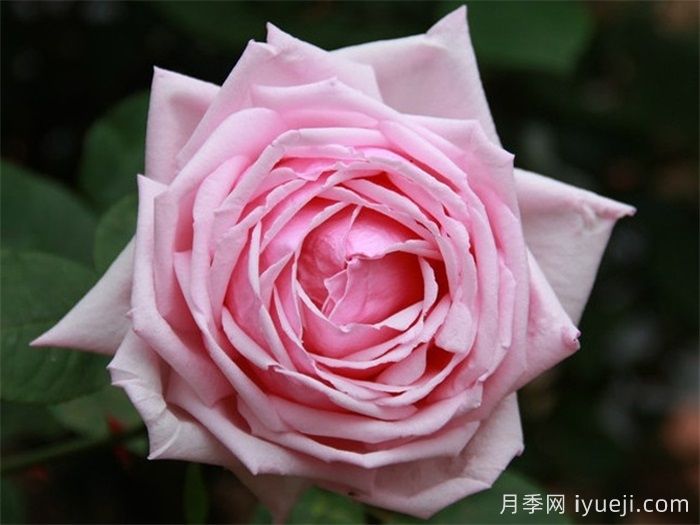 法兰西月季La France(图1)