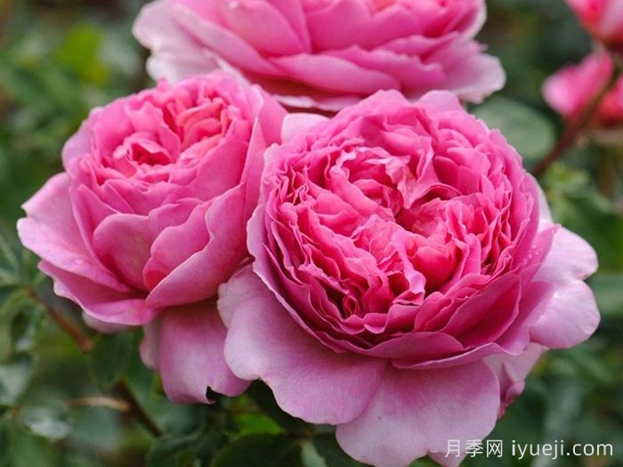 肯特公主月季/亚历山德拉公主月季Princess Alexandra of Kent(图2) 肯特公主月季/亚历山德拉公主月季Princess Alexandra of Kent(图2)