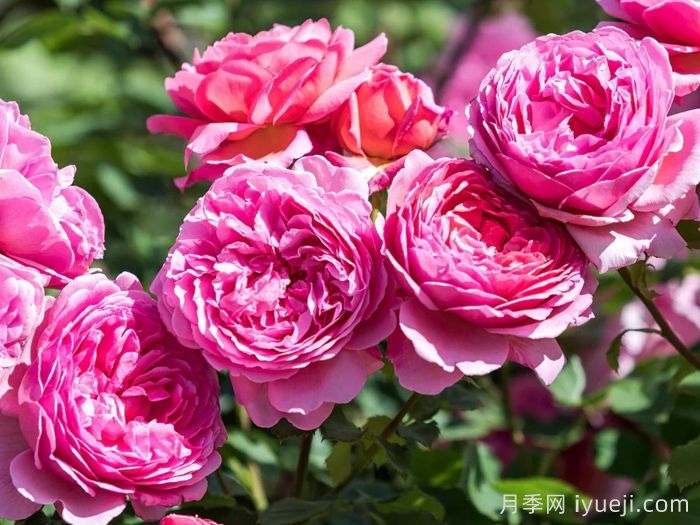 肯特公主月季/亚历山德拉公主月季Princess Alexandra of Kent(图3) 肯特公主月季/亚历山德拉公主月季Princess Alexandra of Kent(图3)