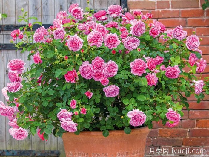 肯特公主月季/亚历山德拉公主月季Princess Alexandra of Kent(图4) 肯特公主月季/亚历山德拉公主月季Princess Alexandra of Kent(图4)