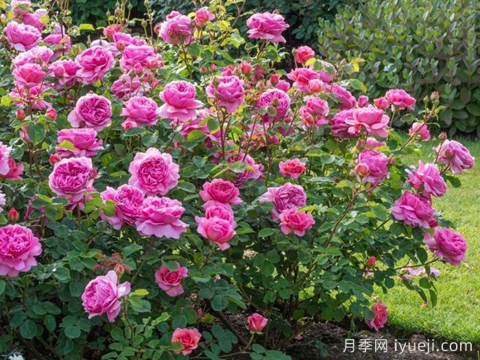 肯特公主月季/亚历山德拉公主月季Princess Alexandra of Kent(图5) 肯特公主月季/亚历山德拉公主月季Princess Alexandra of Kent(图5)