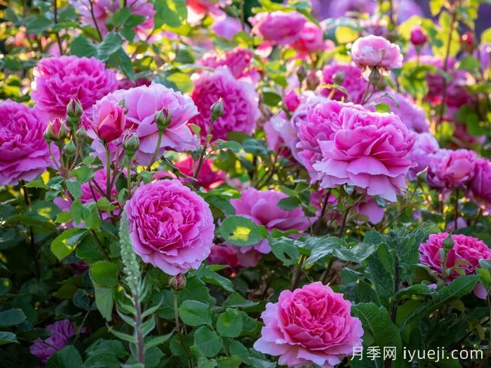 肯特公主月季/亚历山德拉公主月季Princess Alexandra of Kent(图6) 肯特公主月季/亚历山德拉公主月季Princess Alexandra of Kent(图6)