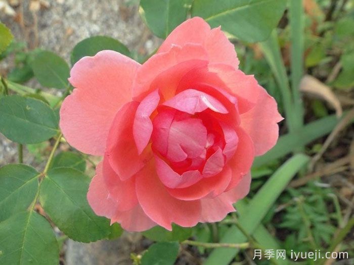 法兰西花园月季/法国花园/激情之吻Jardins de France(图2)