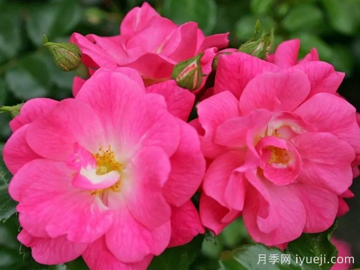 梅郎珍珠月季/梅朗珍珠Palmengarten Frankfurt(图1)