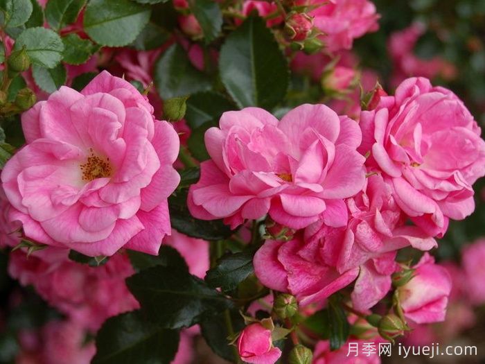 梅郎珍珠月季/梅朗珍珠Palmengarten Frankfurt(图2)