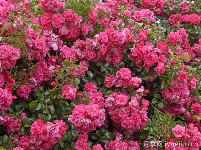 梅郎珍珠月季/梅朗珍珠Palmengarten Frankfurt(图3)