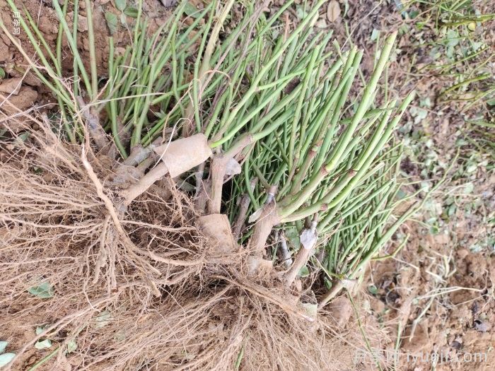 月季裸根苗,轻松装盆养活有妙招(图1) 月季裸根苗,轻松装盆养活有妙招(图1)