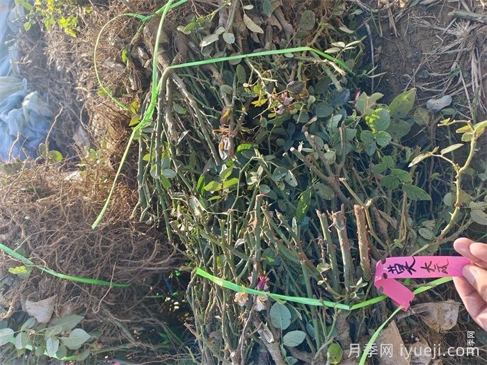 月季裸根苗,轻松装盆养活有妙招(图2) 月季裸根苗,轻松装盆养活有妙招(图2)