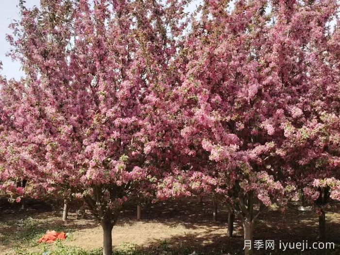 北美海棠的栽培管理技术(图1)