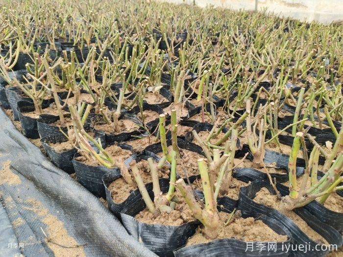 月季裸根苗,轻松装盆养活有妙招(图3) 月季裸根苗,轻松装盆养活有妙招(图3)