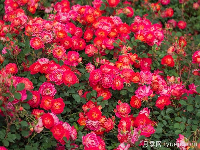 西子婉约月季(图2)