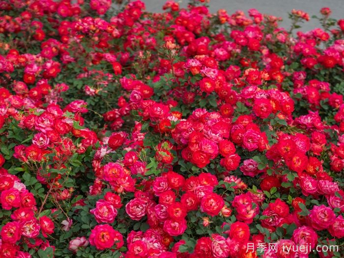 西子婉约月季(图4)