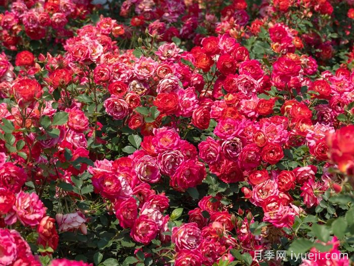 西子婉约月季(图5)