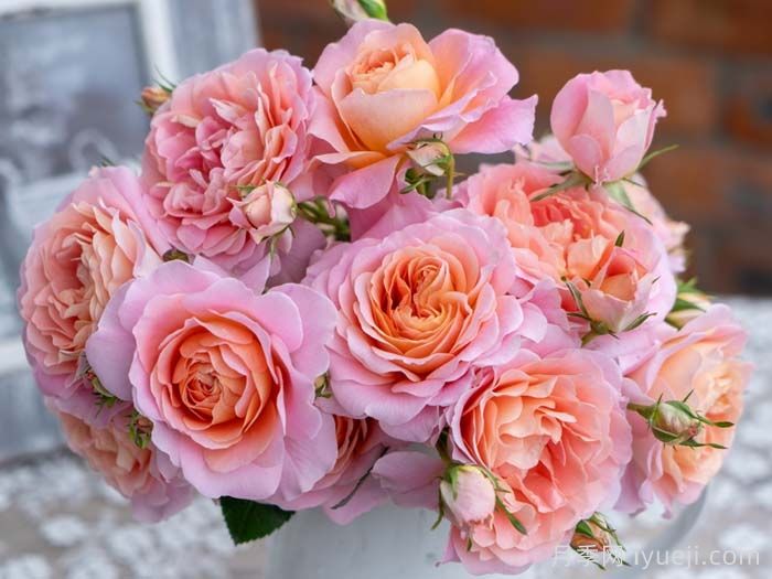 知秋月季(图1) 知秋月季(图1)