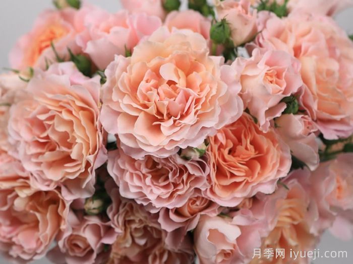 知秋月季(图2) 知秋月季(图2)