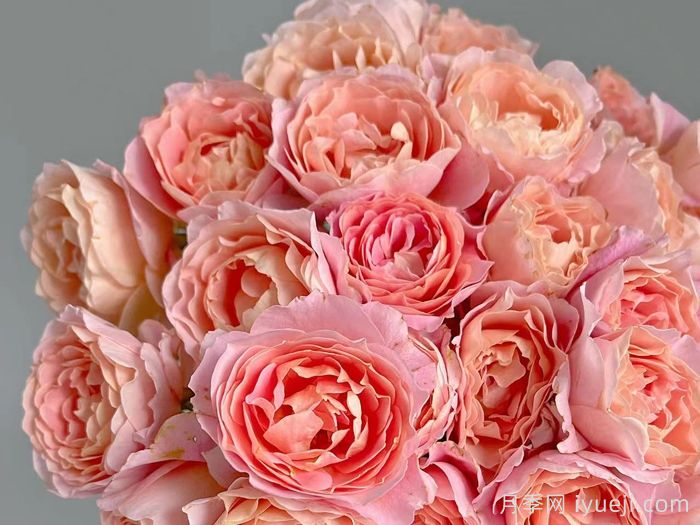 知秋月季(图3) 知秋月季(图3)