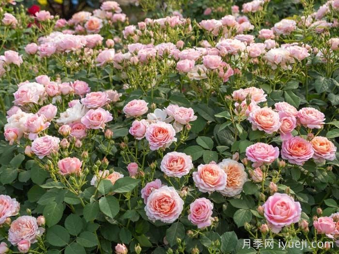 知秋月季(图4) 知秋月季(图4)