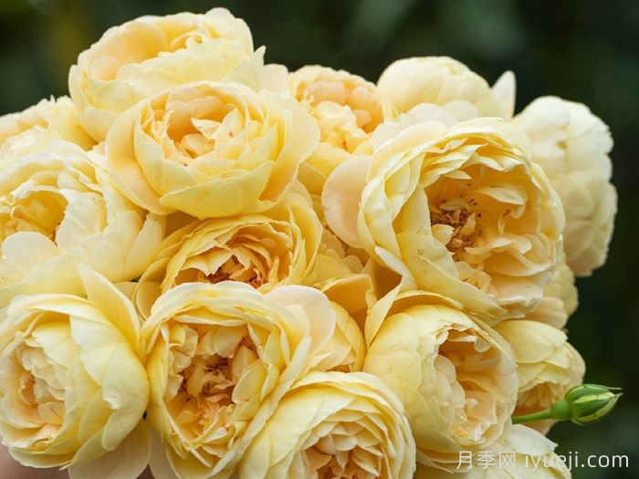 歌笛月季，一个被世界月季委员会**选择的月季品种(图1)