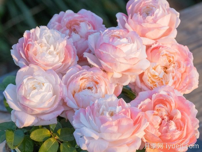 雪媚娘月季(图2)