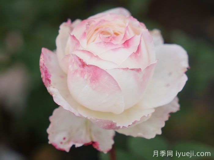 雪媚娘月季(图3)