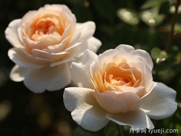 月笼沙月季(图2)